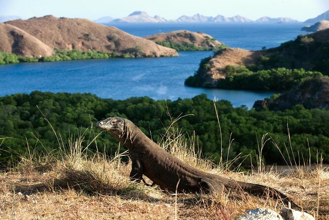 1- day Komodo Island Hopping Tour by Speed Boat departure From Labuan bajo - Key Things to Know Before You Go