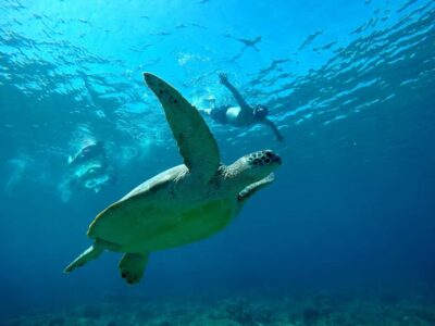3 Islands Snorkeling with Glass Bottom Boat & GOPRO SHOOT - First stop: Turtle Point and the turtle sanctuary vibe