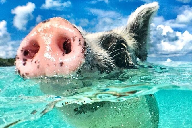 3 Islands Tour, Swim with Pigs, Turtles, Snorkelling & lunch - Key highlights at a glance