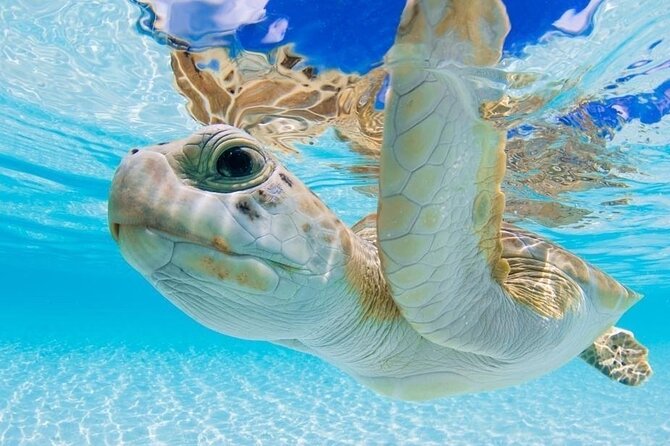 3 Islands Tour, Swim with Pigs, Turtles, Snorkelling & lunch - Atlantis Bahamas stop: the boat ride and tunnel photo moment