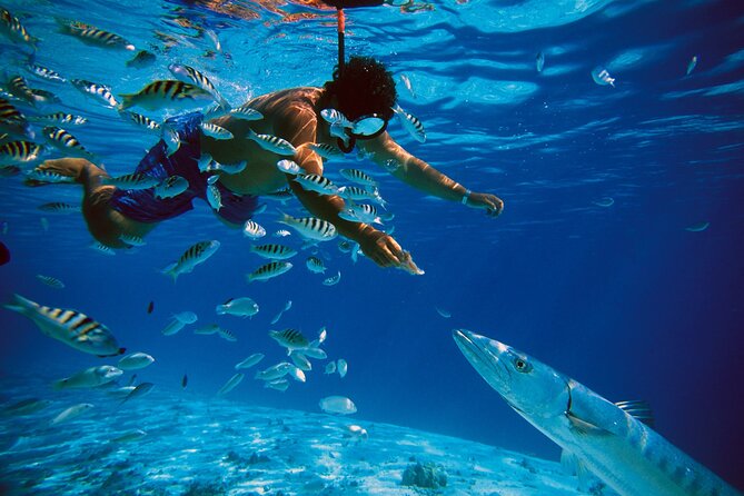 3 Islands Tour, Swim with Pigs, Turtles, Snorkelling & lunch - Green Turtle Cay: swimming with turtles in their habitat