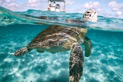 3 Islands Tour, Swim with Pigs, Turtles, Snorkelling & lunch - Pearl Island snorkelling: coral reef fish without a long commute