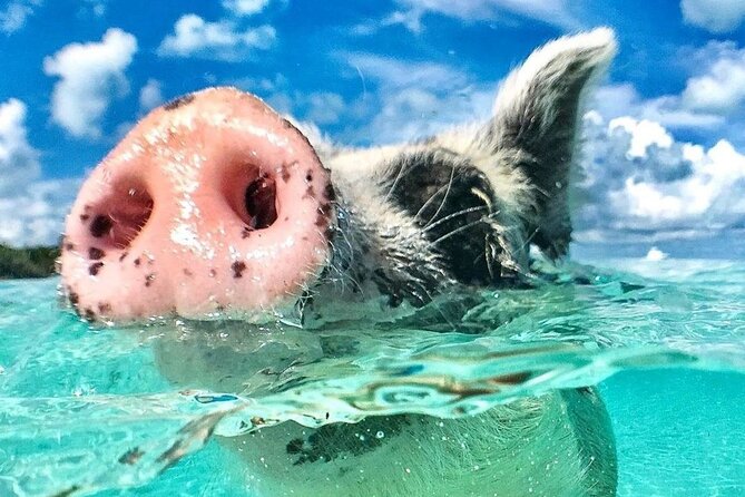 3 Islands Tour, Swim with Pigs, Turtles, Snorkelling & lunch - Rose Island pig encounter: the fun, the safety, and the beach options
