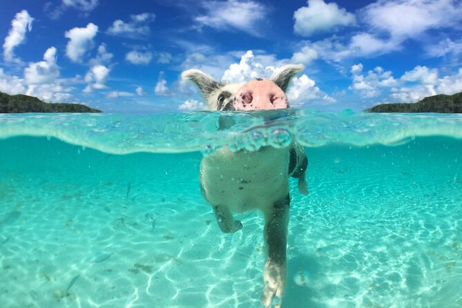 3 Islands Tour, Swim with Pigs, Turtles, Snorkelling & lunch - Gear, guides, and that small-crew feel that matters