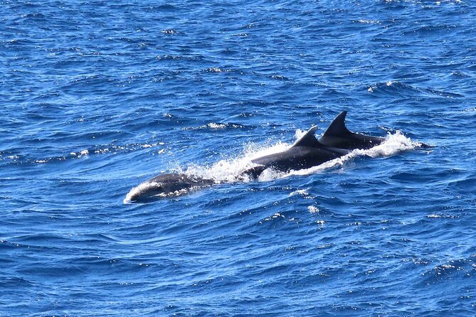 A Day's 3-Island Cruise Tour with Transfer - Dolphins, jumps, and the kind of day this tour delivers