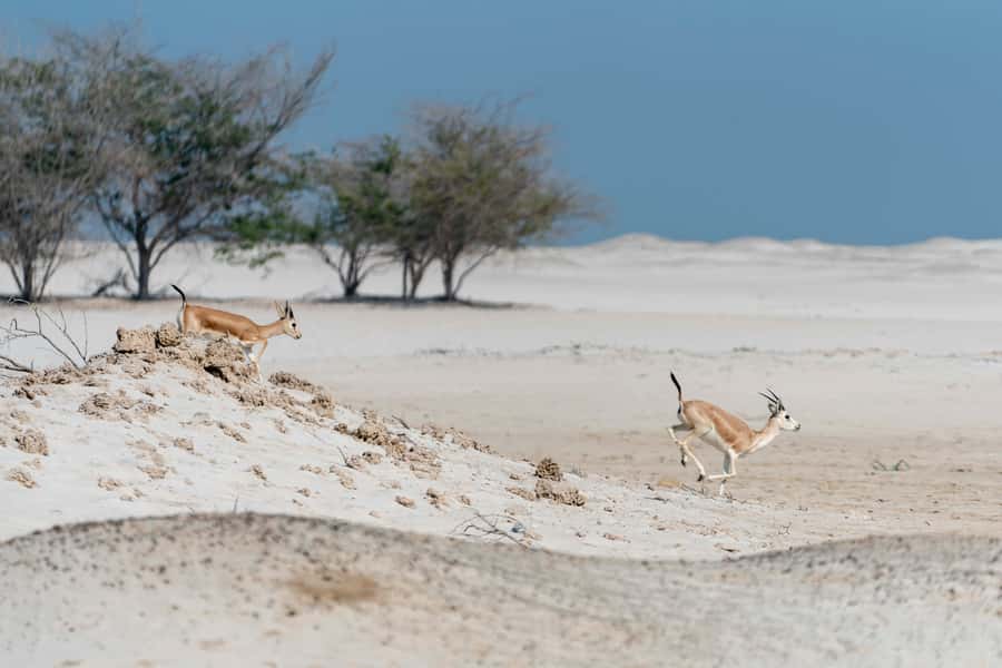 Abu Dhabi: 4-Hour Guided Cruise & Island Hopping - Who this cruise fits best (and who should pick something else)