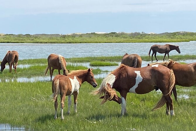 Assateague Island Cruise Departs from Ocean Pines - Key points worth knowing
