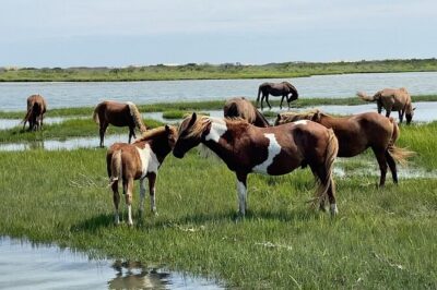 Assateague Island Cruise Departs from Ocean Pines - Bay Hopper timing: 30–60–30 so you stay on schedule