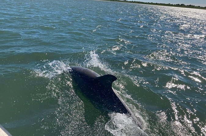 Assateague Island Cruise Departs from Ocean Pines - Price and value: $40 for a focused nature cruise