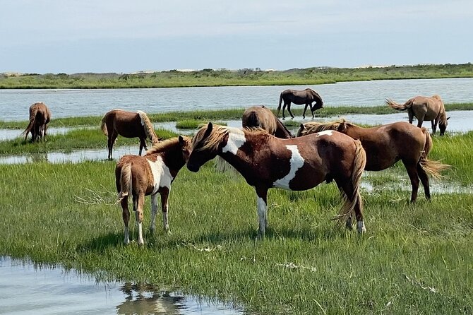 Assateague Island Cruise Departs from Ocean Pines - Bay Hopper timing: 30–60–30 so you stay on schedule