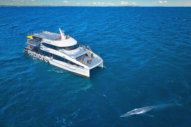 Auckland: Tikapa Moana Dolphin, Whale and Island Cruise - How this Auckland cruise really works