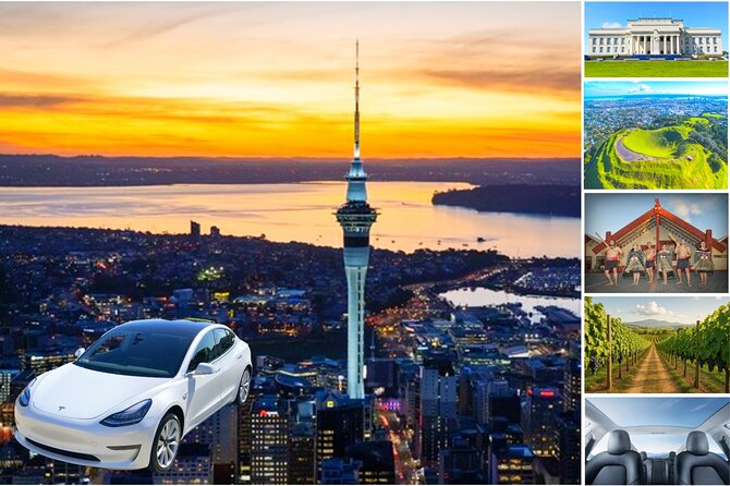 Auckland: Tikapa Moana Dolphin, Whale and Island Cruise - The marine mammal viewing guarantee (and why it’s not just marketing)