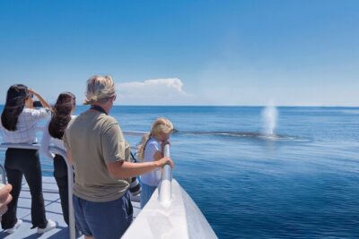 Auckland: Tikapa Moana Dolphin, Whale and Island Cruise - Boat comfort and viewing: you won’t be fighting for a spot