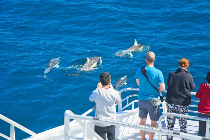 Auckland: Tikapa Moana Dolphin, Whale and Island Cruise - Commentary that connects land, sea, and Ngāi Tai ki Tāmaki