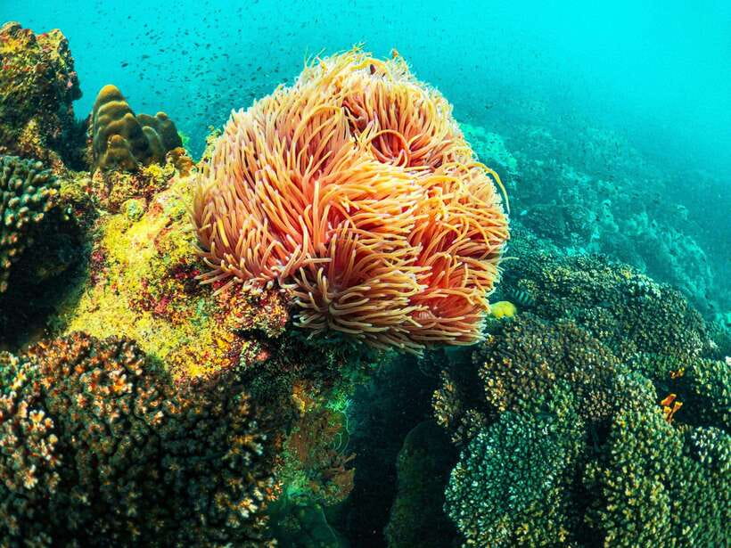 Best seller Phu Quoc Snorkeling Three Islands by Boat Tour - Hotel pickup in Duong Dong and the pace of the day