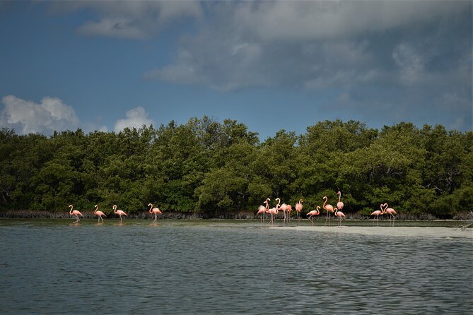Boat Tour of Three Islands in Holbox with Transportation - The boat ride: what it feels like on the water