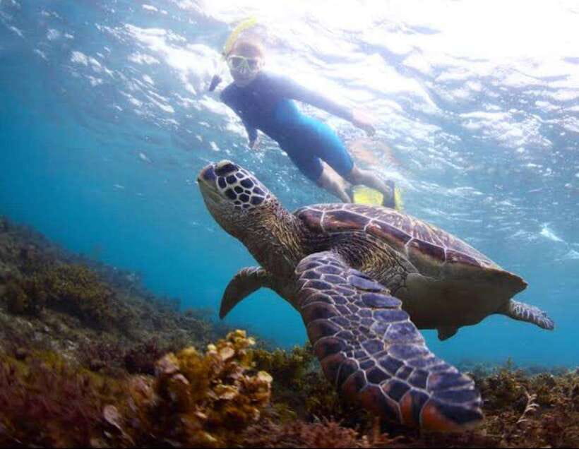Bohol: Dolphin Watching & Sea Turtle Swim Island Tour - Key Things That Make This Tour Worth Your Time