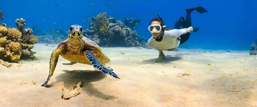 Bohol: Dolphin Watching & Sea Turtle Swim Island Tour - How the Guides Keep Everything Moving (Even When the Ocean Is Chaotic)