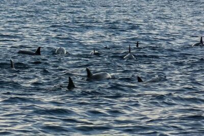 Bohol: Island Hopping - Stop by Stop: Alona Beach, Dolphins, Balicasag, Virgin Island, Isola di Francesco