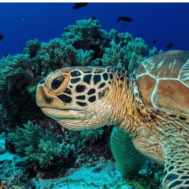Bohol: Panglao Island Hopping Tour with Snorkeling (Private) - Should you book this Panglao private snorkeling tour?