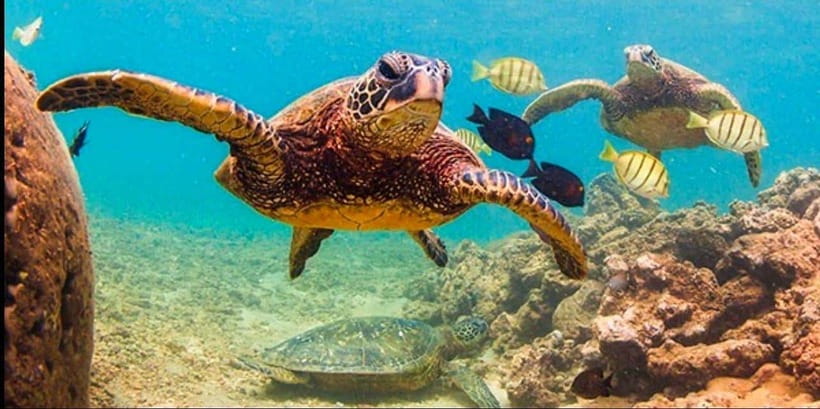 Bohol: Swim with Sea Turtles, Dolphins & Island Hopping Tour - The Snorkel Setup: Gear Included, Plus Smart Extras to Consider