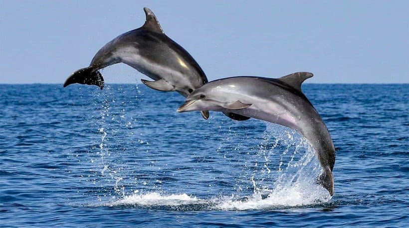 Bohol: Swim with Sea Turtles, Dolphins & Island Hopping Tour - Should You Book This Dolphin + Turtle Island Hop?