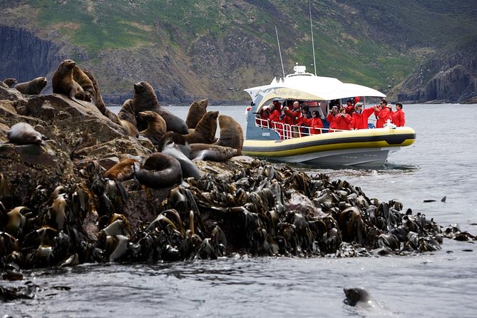 Bruny Island Wilderness Cruise from Adventure Bay, Bruny Island - Key Highlights You’ll Care About
