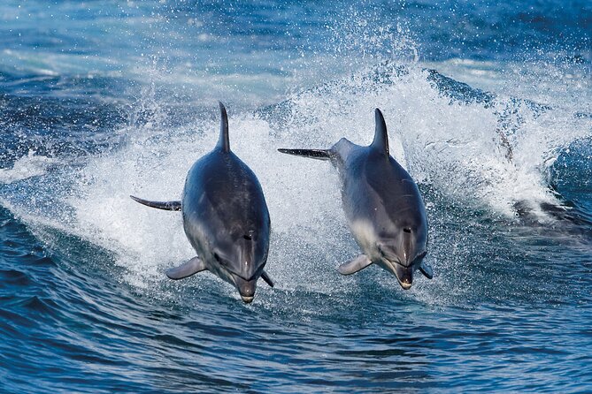 Bruny Island Wilderness Cruise from Adventure Bay, Bruny Island - Practical Notes That Save You Time