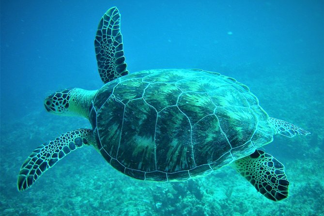 CAPTAIN ALAN'S 4hr -3 Islands-snorkeling-turtles-beach ADVENTURE - Key highlights that matter