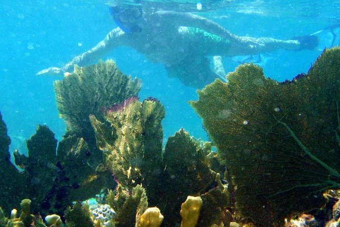 CAPTAIN ALAN'S 4hr -3 Islands-snorkeling-turtles-beach ADVENTURE - Pinel Island: shallow water and iguana time