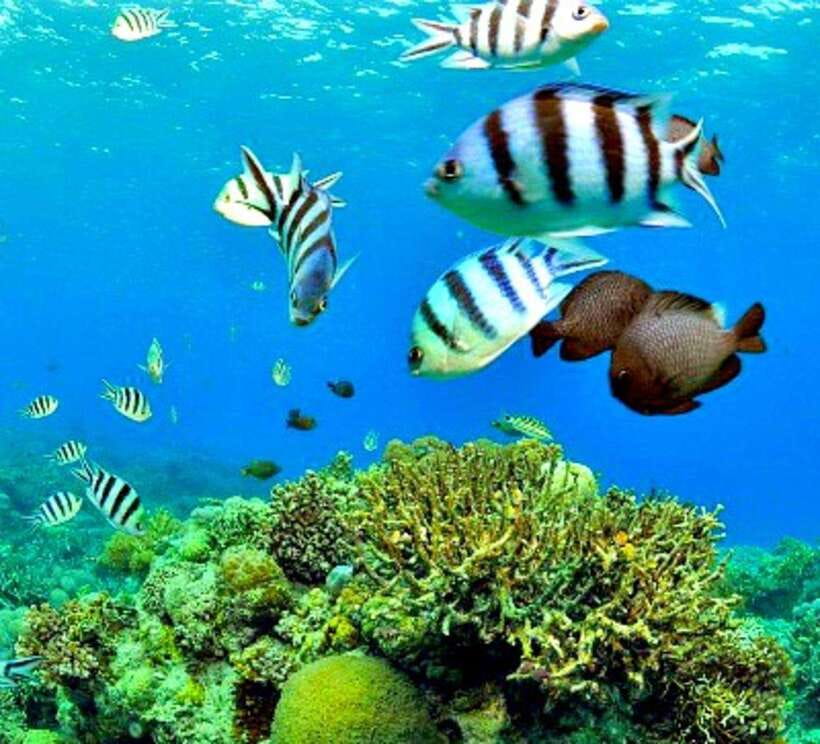 Cebu: Mactan Island Hopping Boat Tour with Lunch - Nalusuan Island sandbar: walking, snorkeling, and smart photo timing