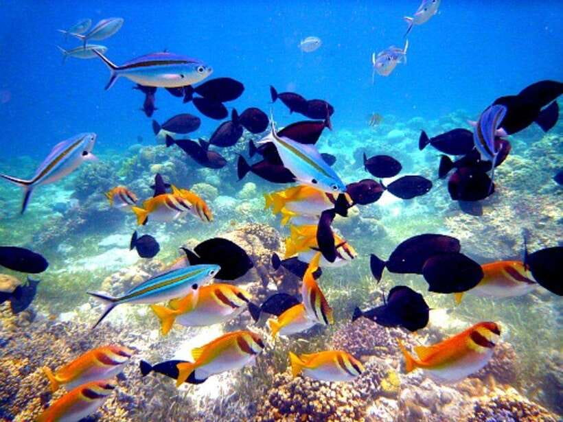 Cebu: Mactan Island Hopping Boat Tour with Lunch - Is $125 per person a good value for Cebu island hopping?