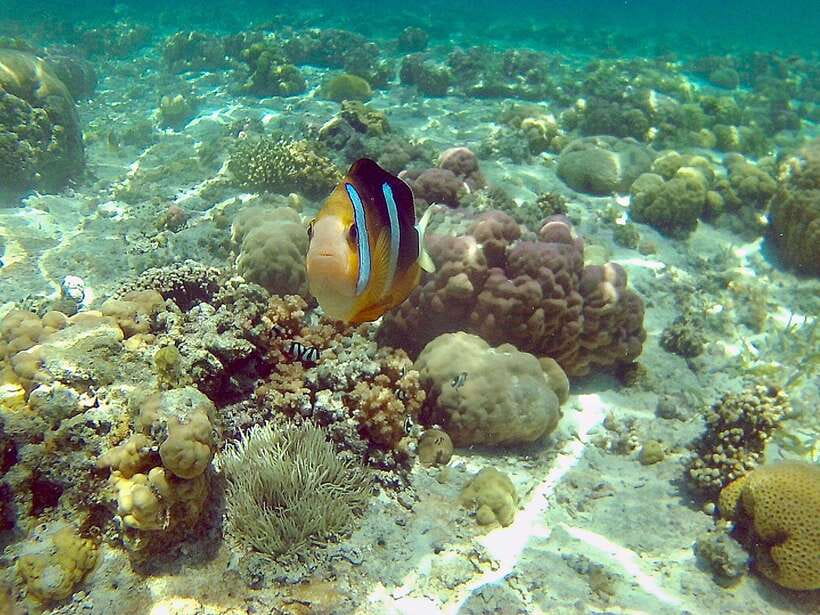 Cebu: Mactan Island Hopping Boat Tour with Lunch - Hilutungan Marine Sanctuary snorkeling: your best sea-life payoff