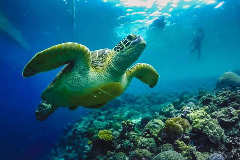 Cebu: Moalboal Island Hopping and Mantayupan Falls Day Trip - Key highlights you shouldn’t miss