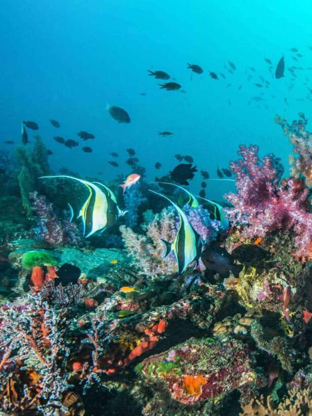 Cebu: Moalboal Island Hopping and Mantayupan Falls Day Trip - FAQ