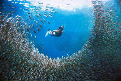 Cebu: Moalboal Island Hopping and Mantayupan Falls Day Trip - Pescador Island and the Sardine Run: choreographed fish power