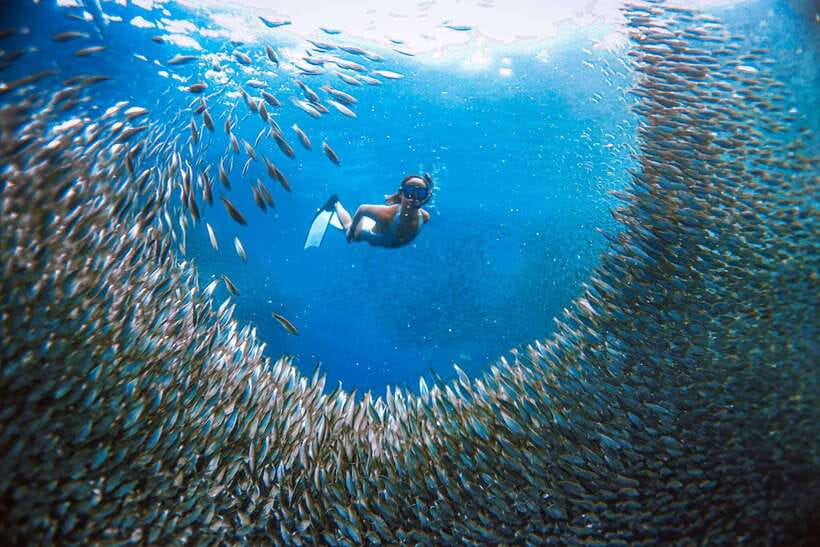 Cebu: Moalboal Island Hopping and Mantayupan Falls Day Trip - Pescador Island and the Sardine Run: choreographed fish power