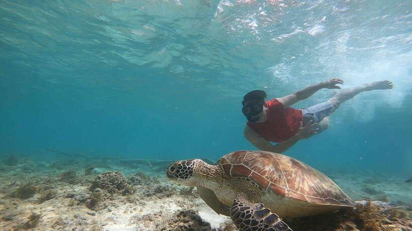 Cebu: Moalboal Island Hopping & Kawasan Falls Adventure - Key points to know before you go