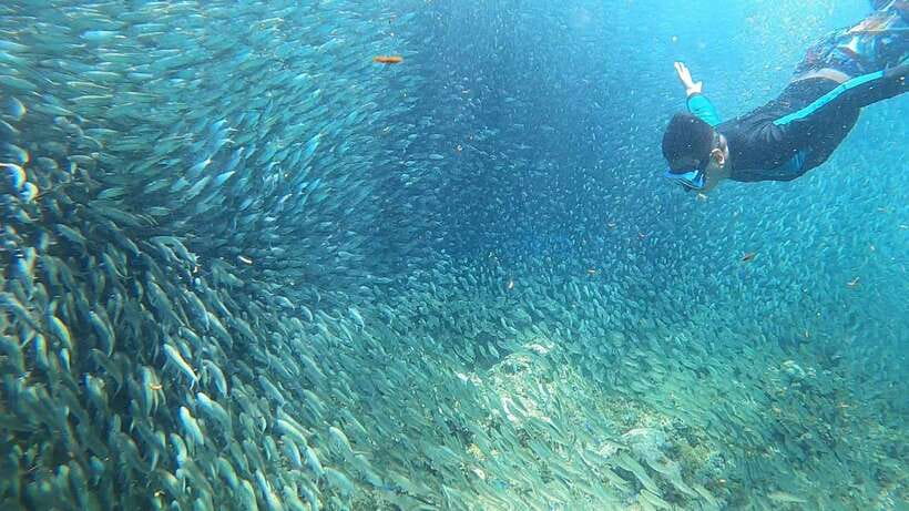 Cebu: Moalboal Island Hopping & Kawasan Falls Adventure - Pescador Island and the Sardine Run: the main event
