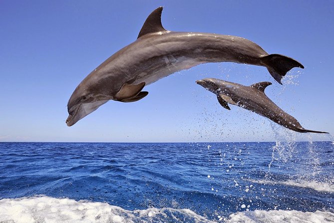 Dolphin Island Boat Trip – Swim, Sun & Lunch Included - Key points at a glance