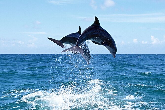 Dolphin Island Boat Trip – Swim, Sun & Lunch Included - Dolphin Island on a Gulet: what you’re really buying