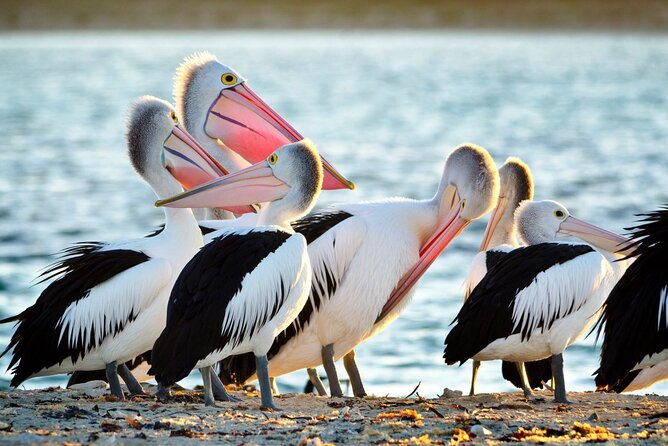 Dolphin, Sea Lion and Penguin Island Cruise - Key things to know before you go