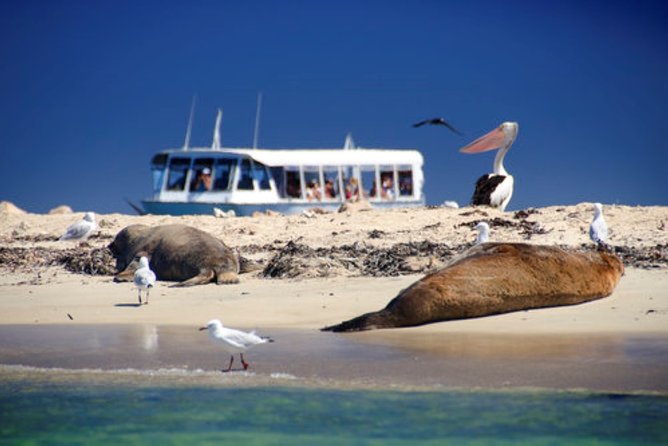Dolphin, Sea Lion and Penguin Island Cruise - Dolphin, Sea Lion and Penguin Island Cruise in Perth: the quick pitch
