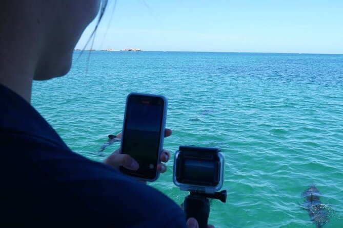 Dolphin, Sea Lion and Penguin Island Cruise - Penguin Island in daylight: why your results can swing a lot