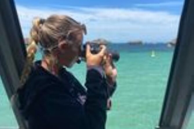 Dolphin, Sea Lion and Penguin Island Cruise - What you should expect to see (and what’s more likely than not)
