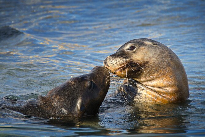 Dolphin, Sea Lion and Penguin Island Cruise - Value for money: is $43.03 a fair deal?