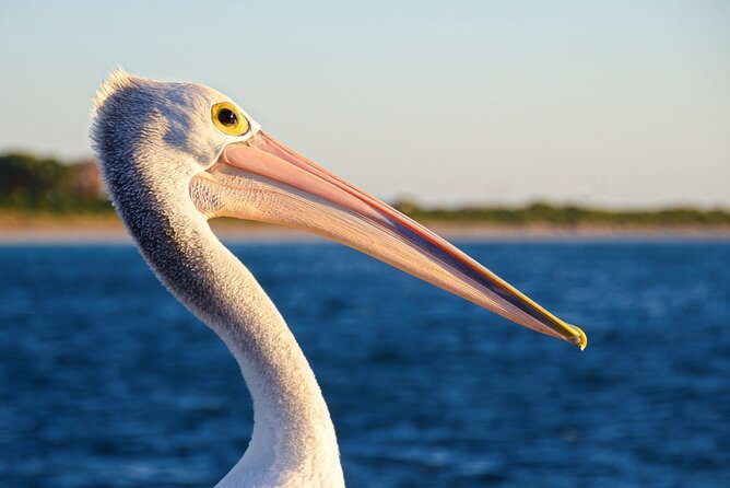 Dolphin, Sea Lion and Penguin Island Cruise - Getting there from Perth: public transport can work
