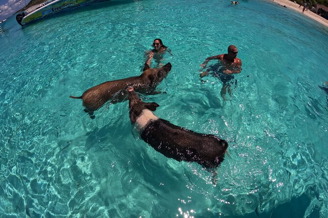 Exuma Island Hopping Swimming Pigs Tour with Lunch from Nassau - Allen Cay and Compass Cay: Iguanas and Nurse Sharks in the Same Morning