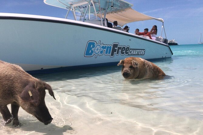 Exuma Island Hopping Swimming Pigs Tour with Lunch from Nassau - Great Exuma Lunch: A Real Break, Not Just Fuel