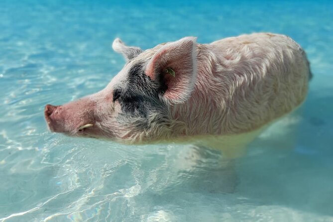 Exuma Island Hopping Swimming Pigs Tour with Lunch from Nassau - Pig Beach at Big Major’s Cay: The Swimming Pigs Moment